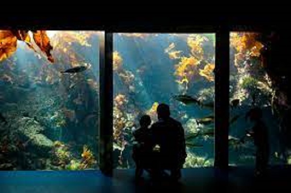 Aquariums that are among the most stunning in the world