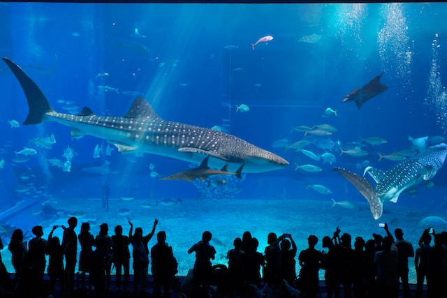 Aquariums that are among the most stunning in the world