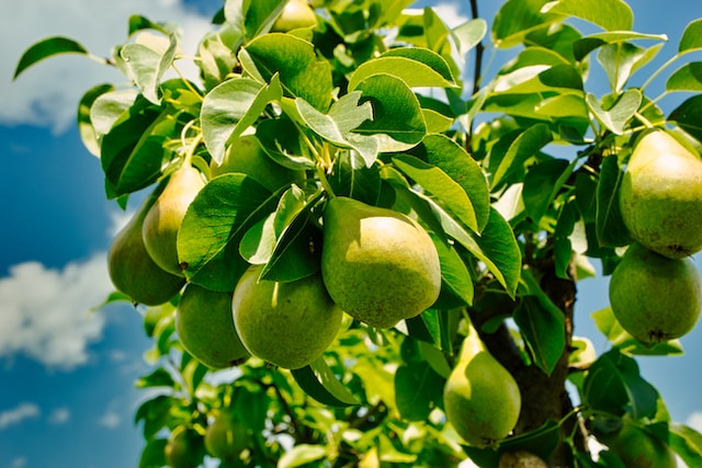 These low sugar fruits diabetics can Have