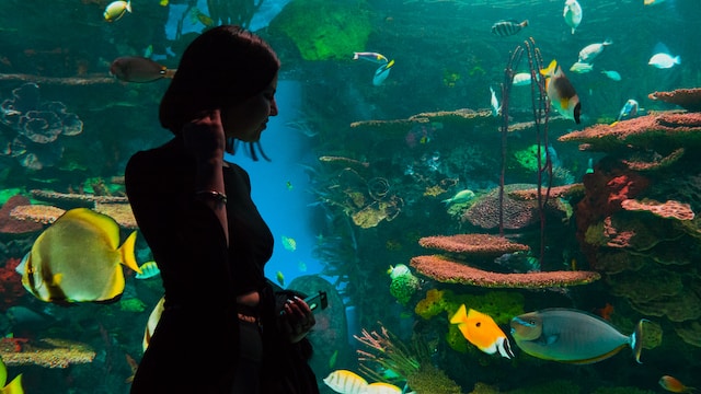 Aquariums that are among the most stunning in the world