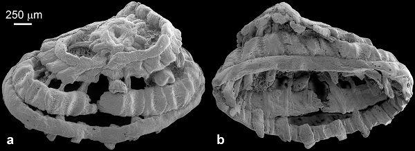 Scientists uncover a 535-million-year-old creature with unusually preserved muscle