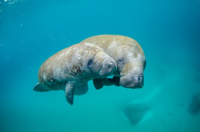Are you aware of these fascinating facts about marine life?